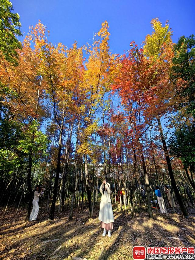 层林尽染，“枫”景如画！桂林开启浪漫赏叶季