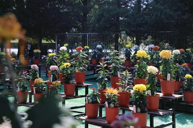 国家植物园第四届菊花展启幕 打造沉浸式秋日盛宴