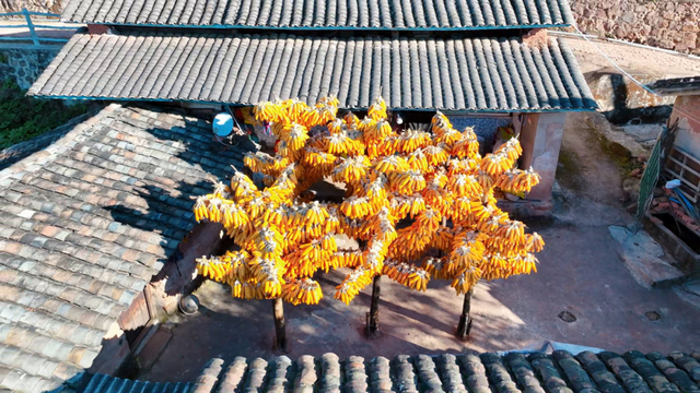 今天，楚雄要给你点颜色看看