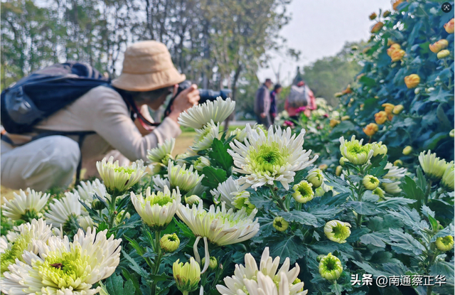 来了来了！南通秋天的仪式感