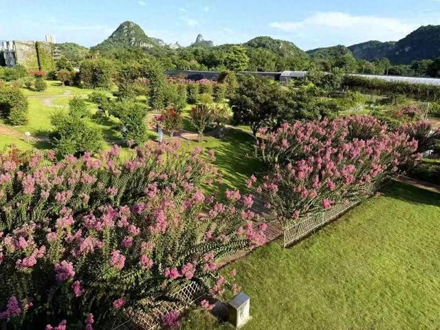 这份柳州秋日限定打卡地图请收好，粉、紫、黄、红全都有！