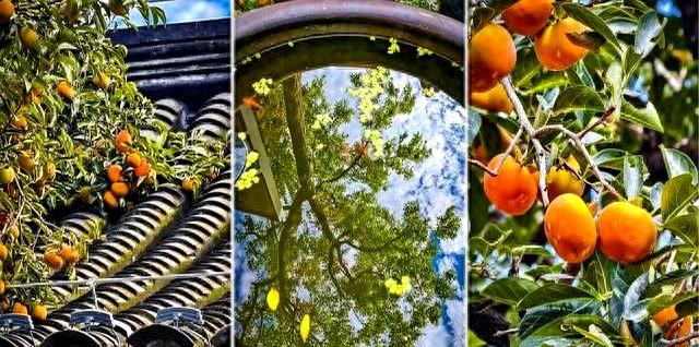 “丹柿小院	”的柿子红了！来这里赴一场文学之约~