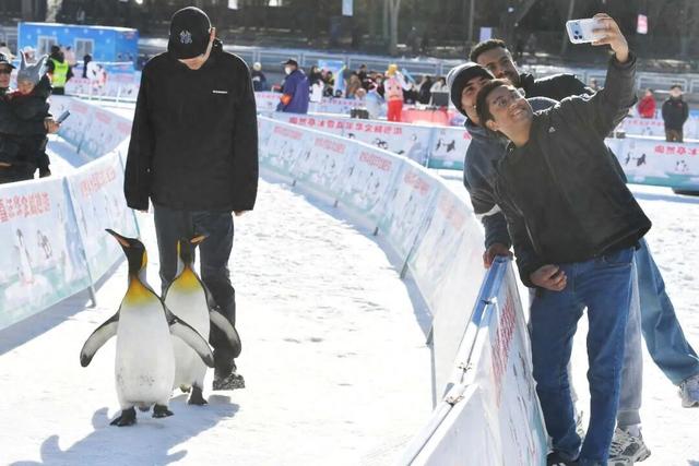 陶然亭冰雪嘉年华明起试营业，大象滑梯回来了、还能看企鹅！