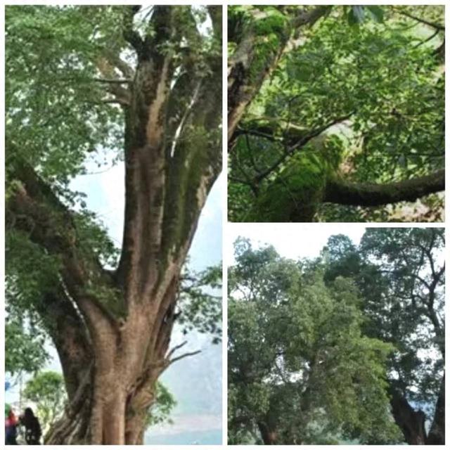 乡愁，在新村妥帖安放