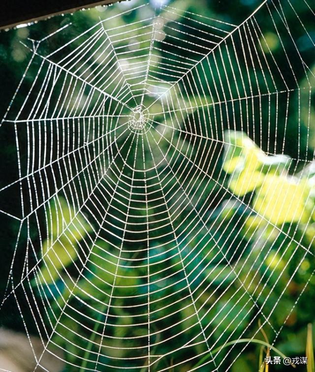万圣节破布测物种？蜘蛛启发科学家创建人工蛛网	，捕获空气中DNA