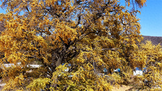 流水镇杨林村：千年银杏披“金甲” 迎来最佳观赏期