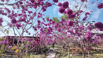 “绝绝紫”！厦门超大片紫风铃花海惊艳绽放！好拍还好玩~