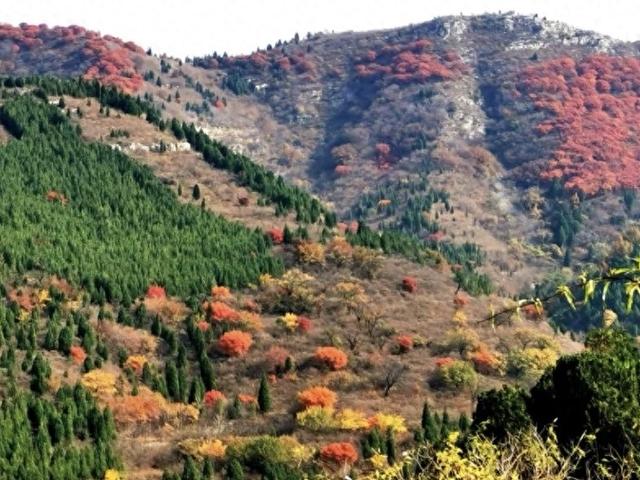 秋访捎近：一树龙吟火满山