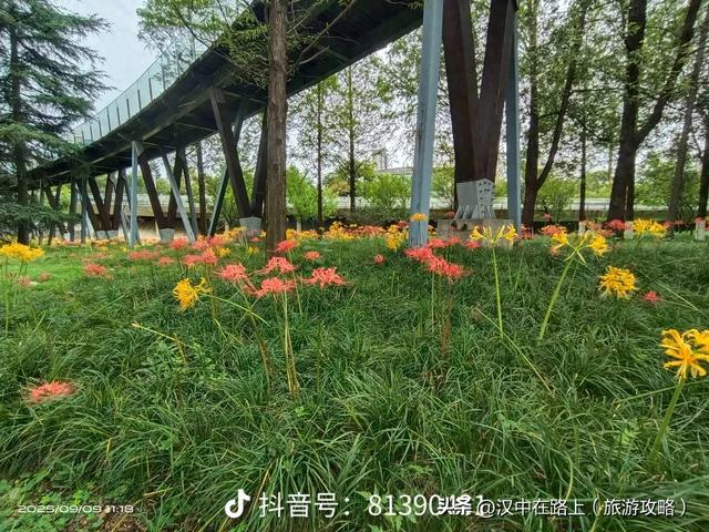 汉中这片彼岸花已进入最佳观赏期！