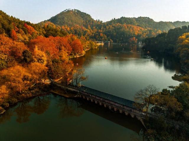 银杏拍照指南！10个出片宝藏地+3个手工教程，手把手教你出片！