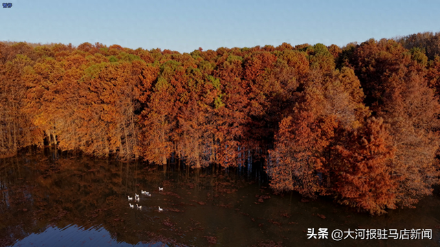 河南确山：赏多彩水杉 享冬日浪漫