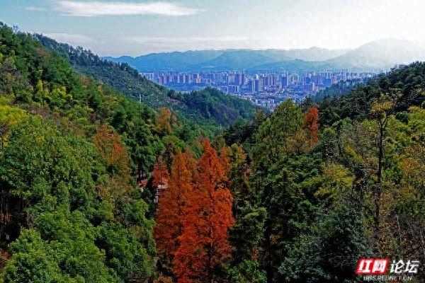 怀化中坡山，层林尽染的氧吧，市民天天逛、摄影家追着拍