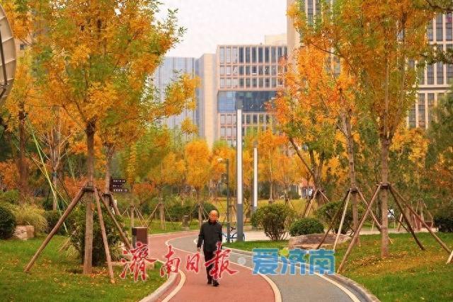 秋染彩林绘就正丰路公园五彩画卷