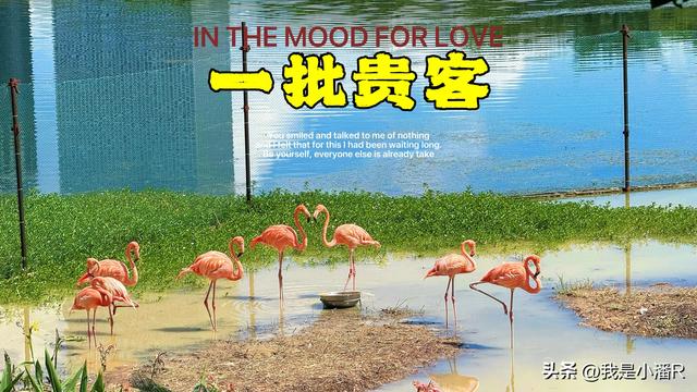 广西南宁，南湖公园来了一批贵客，好多人来拍照打卡！