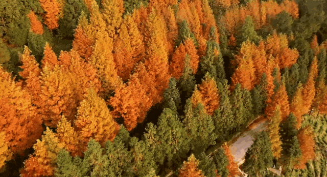 冬日来信｜在渠县秀岭春天，赴一场红叶与茶山的温柔邂逅