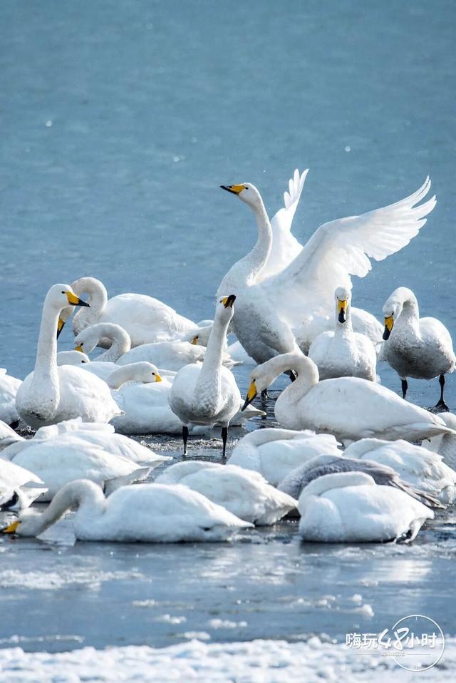 冬游威海 | “鹅”在这儿呢！