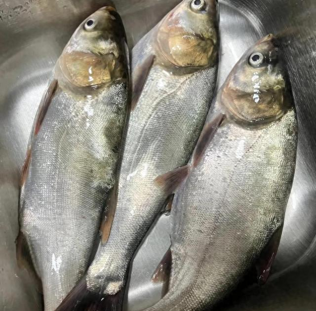 白鲢很难吃吗？白鲢和花鲢什么区别，为啥价格相差这么大？