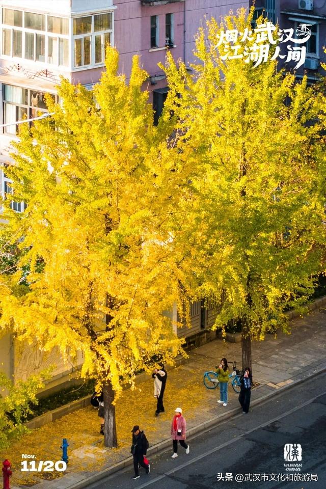 限时绝美！武汉街头颜值巅峰，地铁直达