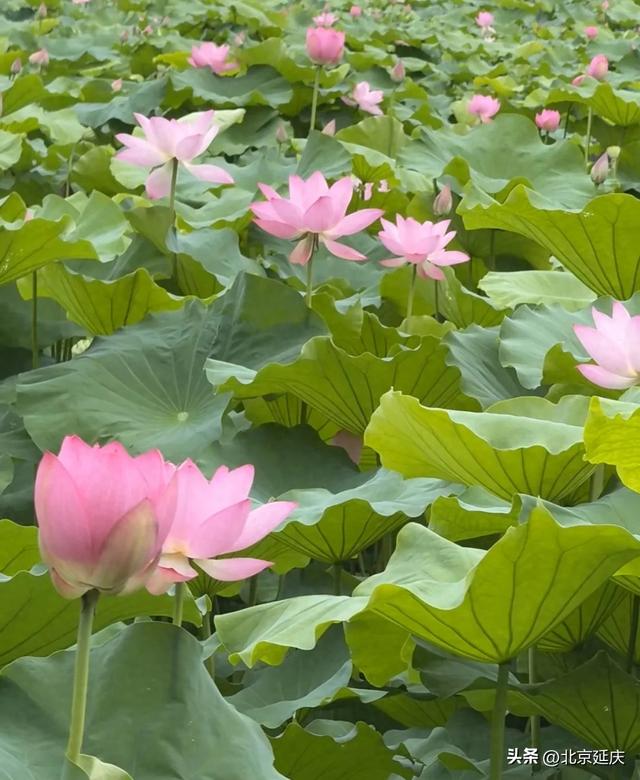 绝美!延庆的“夏与荷”——