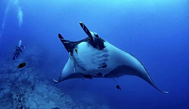 日本十大潜水圣地：潜点特色与难易度总整理