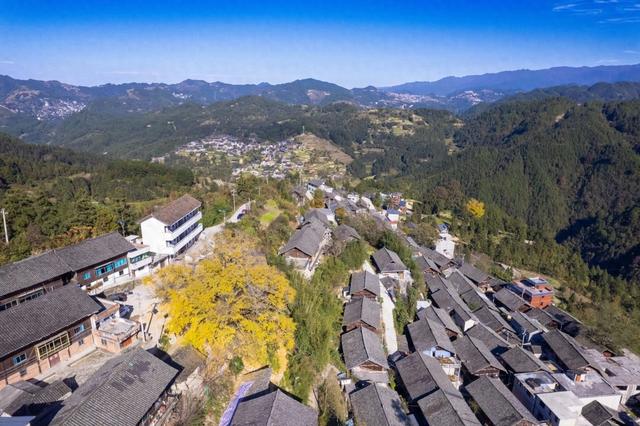 雷山：千年银杏染初冬 古寨“换装”引客来
