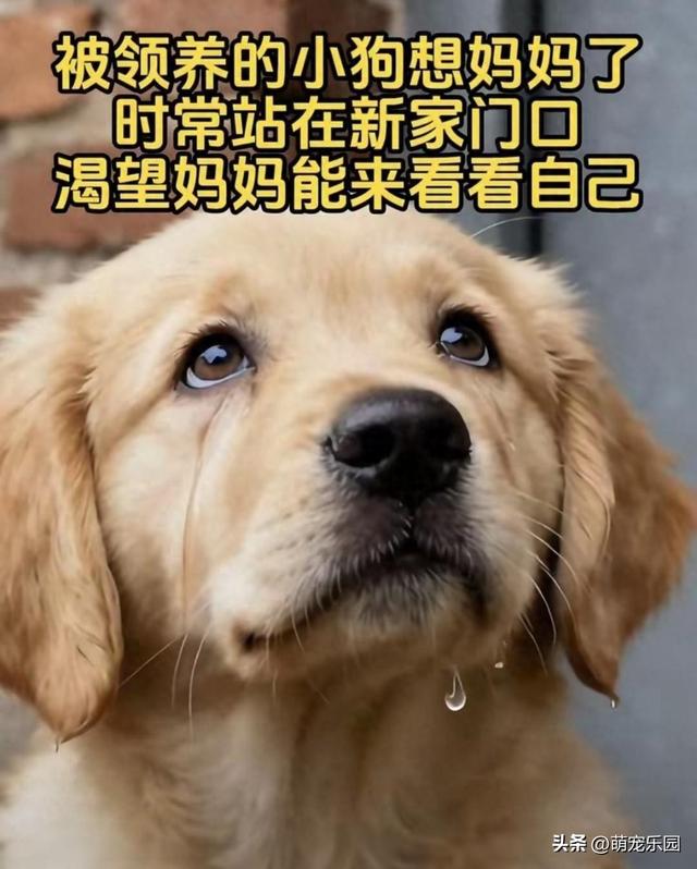 流浪狗妈妈守护新生，善良路人抱走喂养，黄昏守门寻母心碎