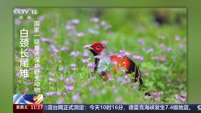 红色动物有哪些（白鹇金斑喙凤蝶藏酋猴看神奇动物在武夷山）