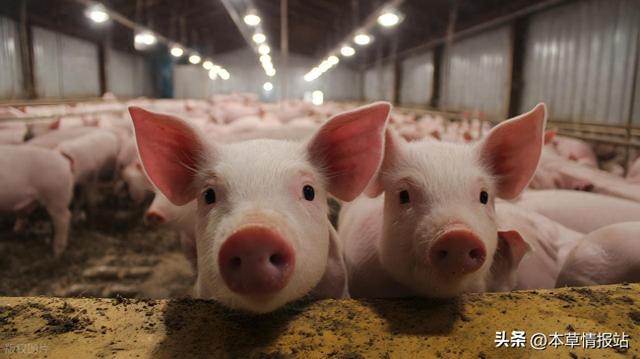 饲料工艺优化（破解饲料蛋白浪费困局七大策略让每一克蛋白质都转化为生长力）
