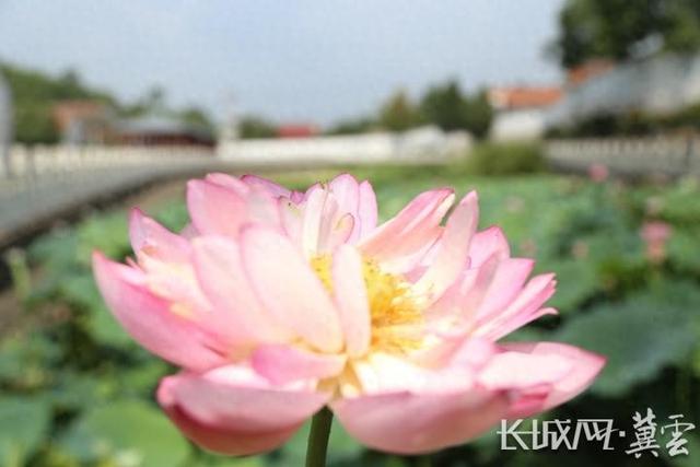 河北迁安：“荷”美乡村扮靓田园风光
