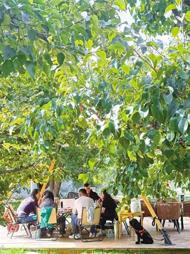 酥梨压枝秋色好，烟火小院乡情浓！皋兰什川古梨园成为游客双节假期好去处