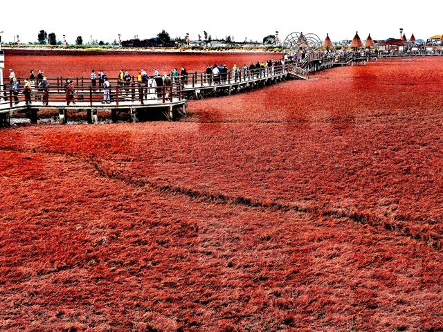 红海滩:闲情本自匠心运，野趣还得巧手染