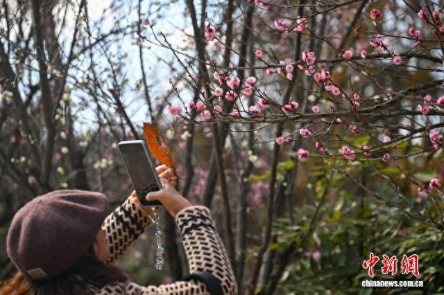 昆明黑龙潭公园梅花次第开放 游客共赴冬日“梅”景