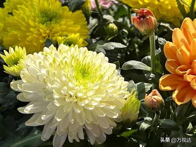 争奇斗艳！天津人别错过这最后一波“顶流花海”