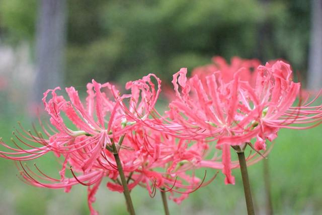 庐州公园彼岸花开 形似“烟花”点亮合肥秋日
