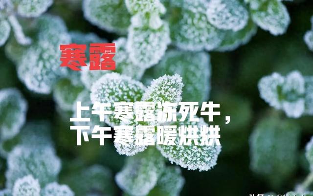 “上午寒露冻死牛，下午寒露暖烘烘”，今年寒露几点？有啥说法?