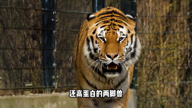 为什么吃过人的动物必须死？