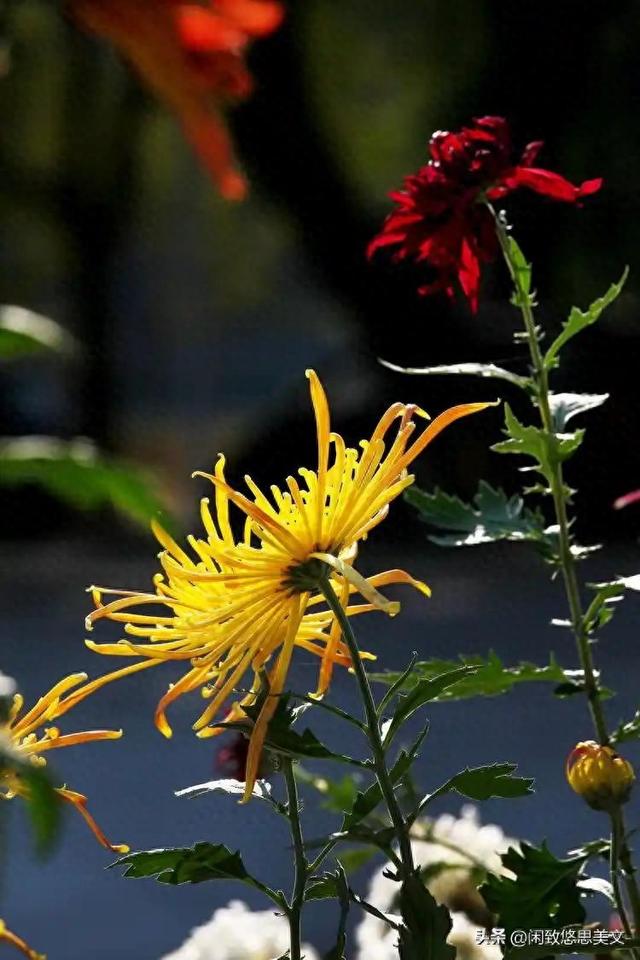 优化沏茶问题笔记（随笔以晨露沏茶）