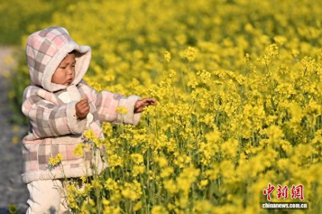 浙江杭州：油菜花冬季开放吸引游人