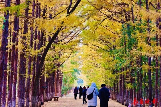 长春这里藏了条“黄金大道”！错过再等一年