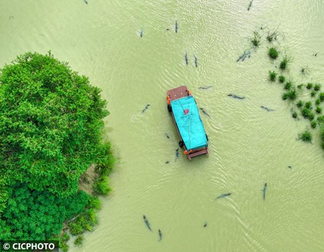 浙江长兴：乘船探湿地 邂逅“活化石”扬子鳄