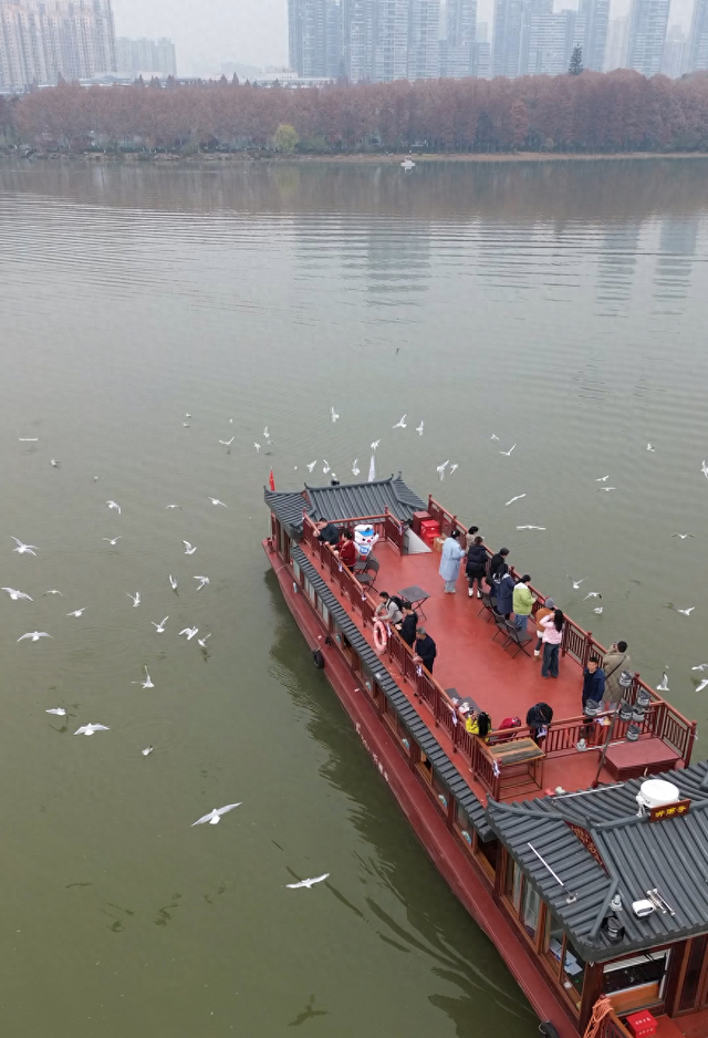 武汉东湖成红嘴鸥越冬新热点：数百只“追”着游船齐飞，景区旅游淡季逆袭为观鸥旺季