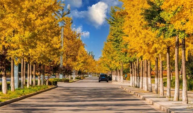 学习强国 | 河北张家口：旖旎如画的银杏大道