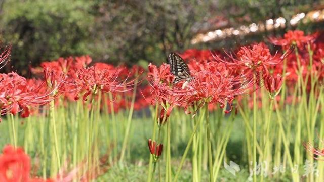 钟祥明显陵：红花石蒜盛放引蝶舞