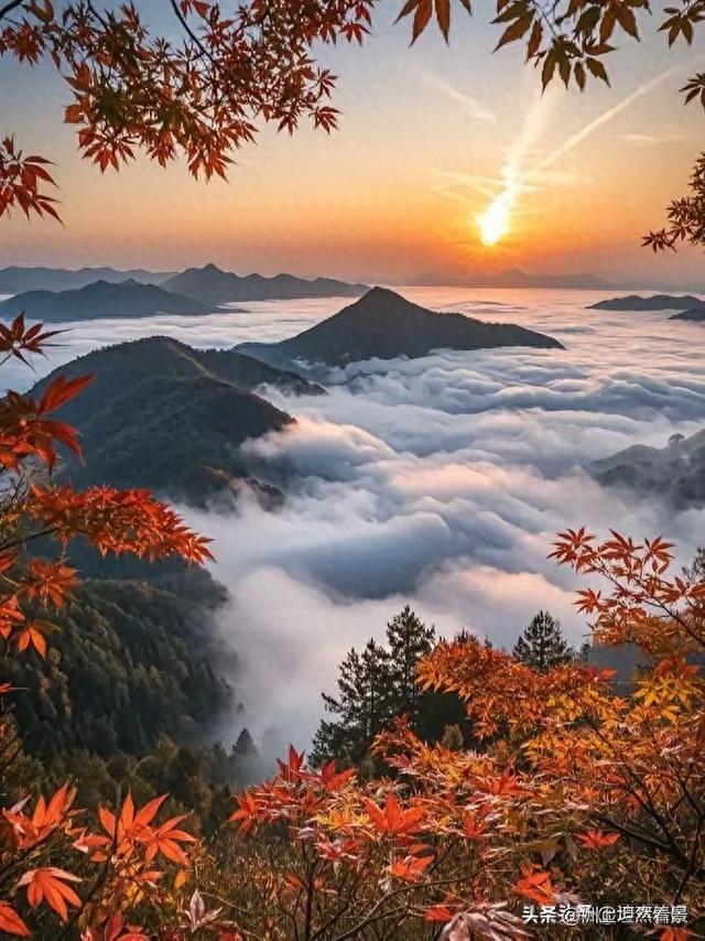 七绝·云海秋枫