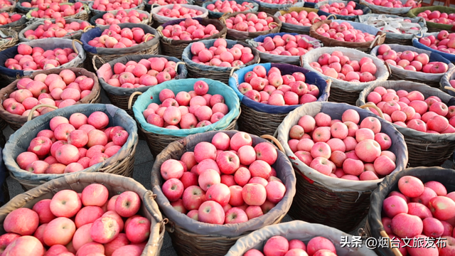 【乐游烟台】烟台的栖霞有多甜？一筐苹果告诉你！