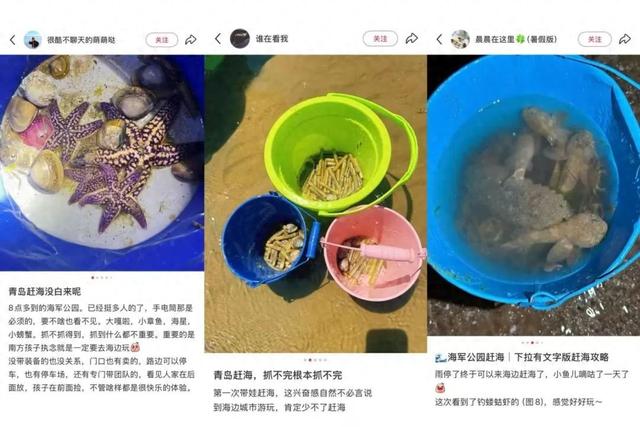 都不白来！青岛一景区怕大家赶不到海，现场投喂海鲜！游客：“挖不完，根本挖不完！”