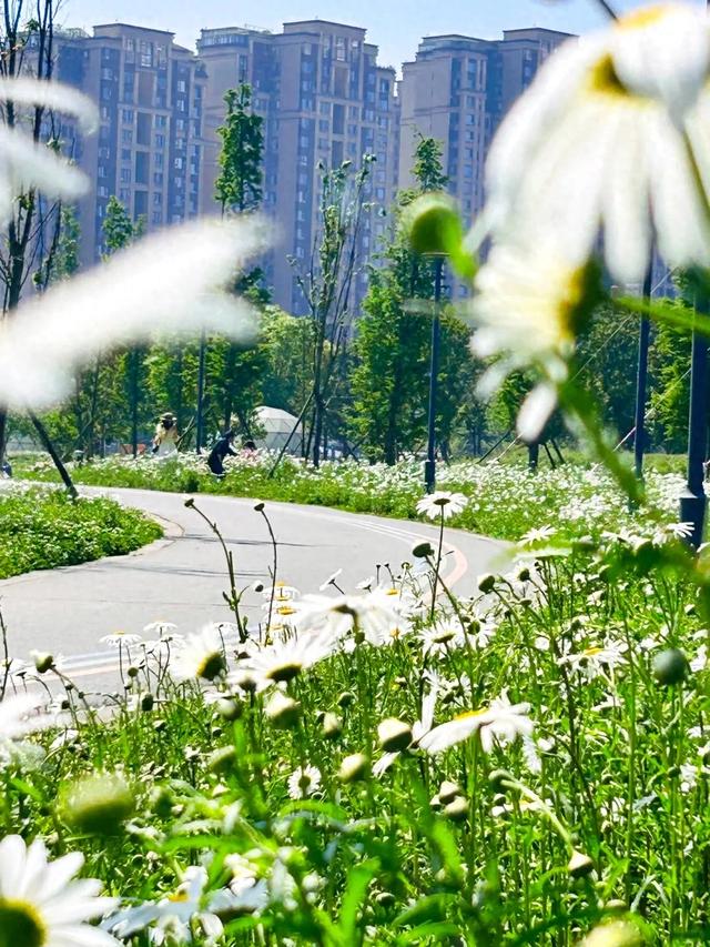 成都这个公园拍三种花海,简直赚翻了!