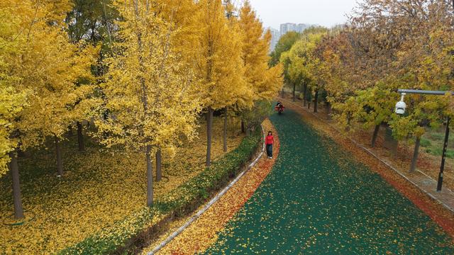 衡水市区青年公园：银杏“鎏金”醉游人