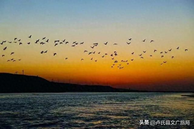 【百鸟翔集】洛水如绸百鸟舞，卢氏七月醉风光！