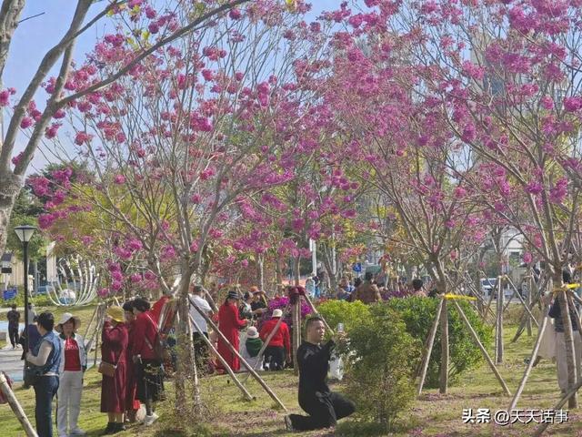 赏花、遛娃好去处，这个口袋公园成为了北海市冬日人气公园